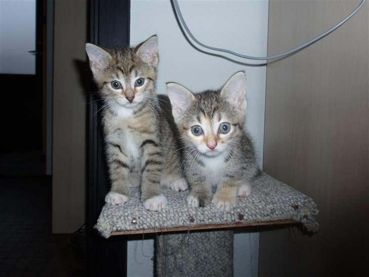 Huskat Adina - Dina og Armani knap 6 uger :) billede 6