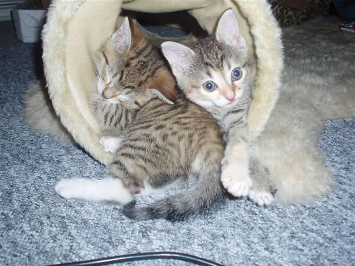 Huskat Adina - Dina passer på Armani :) Knap 6 uger billede 7