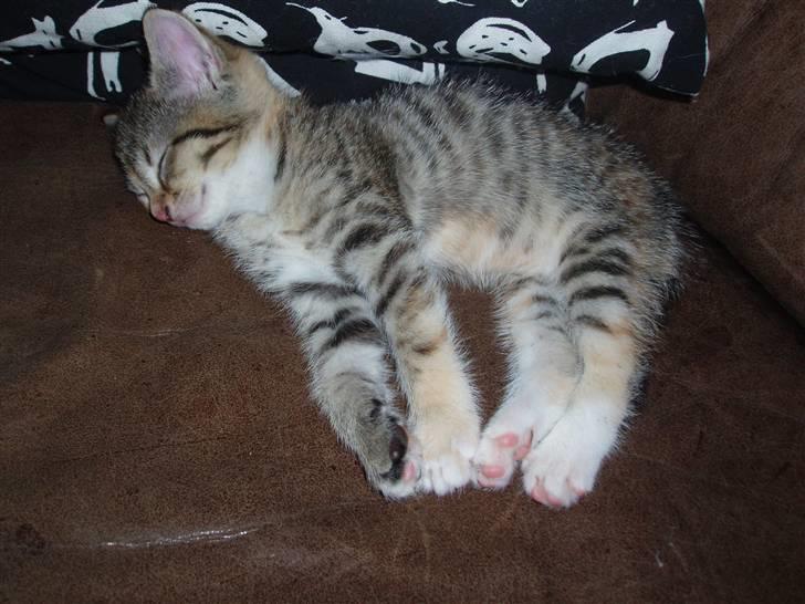 Huskat Adina - Små misser bliver også trætte *s* Dina knap 6 uger billede 8