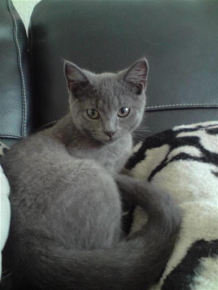 Huskat Faith billede 1