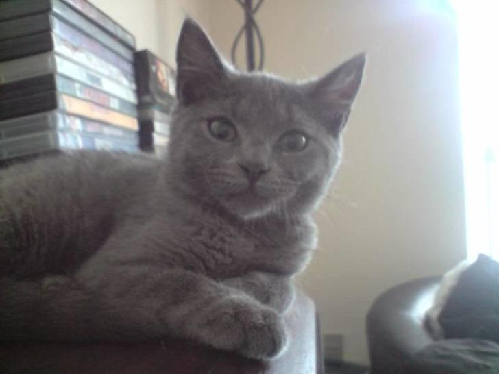 Huskat Faith billede 2