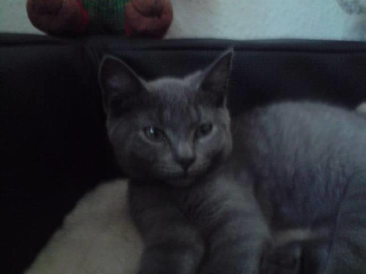 Huskat Faith billede 3