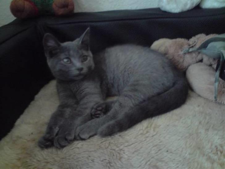 Huskat Faith billede 4