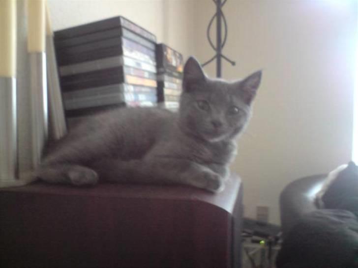 Huskat Faith billede 5