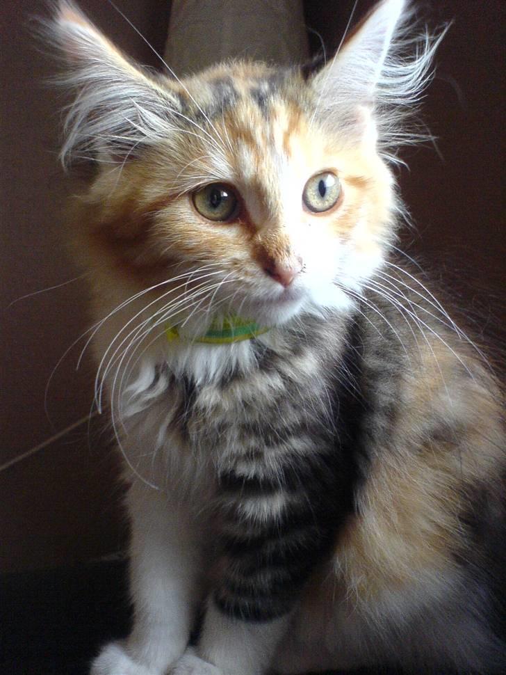 Maine Coon MissYa 03.05. billede 19