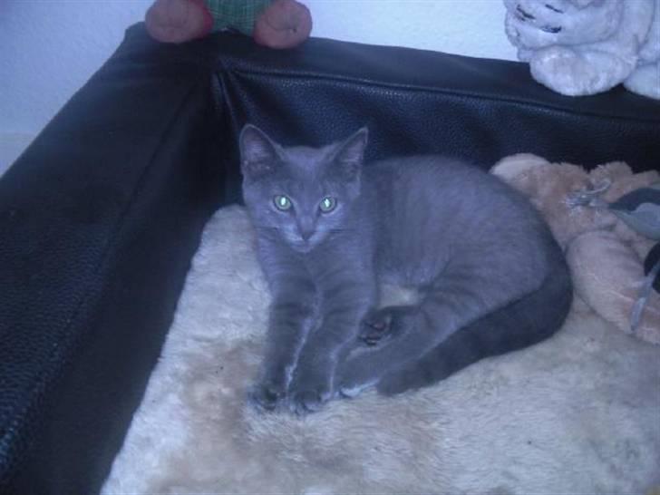 Huskat Faith billede 6