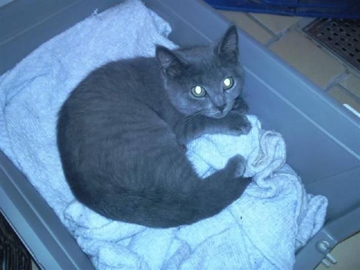 Huskat Faith billede 7