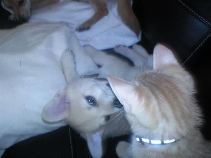 Huskat Bling billede 10