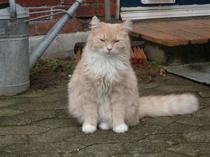 Blanding af racer Sille billede 14