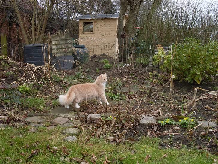 Blanding af racer Sille billede 15