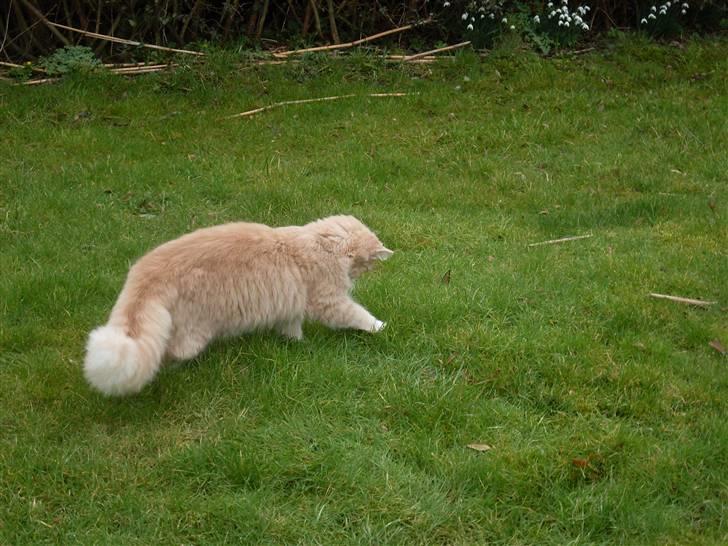 Blanding af racer Sille billede 16