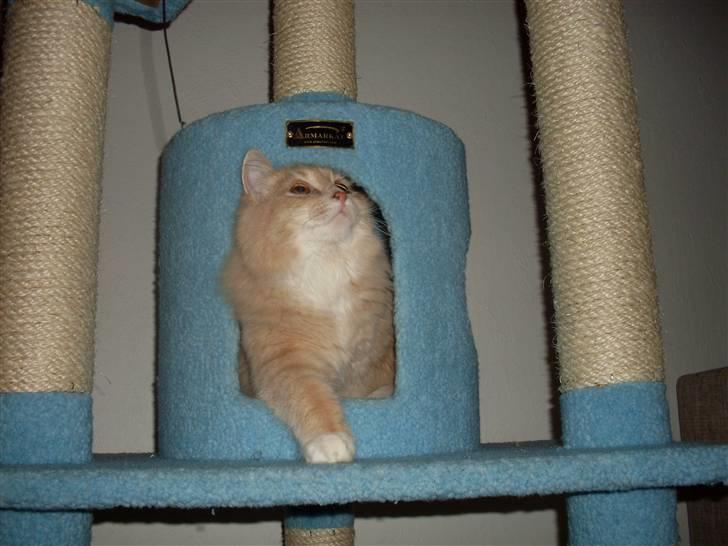 Blanding af racer Sille billede 17