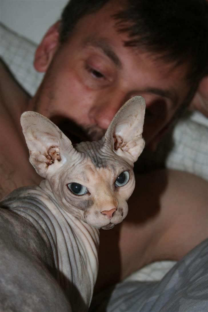 Sphynx Piacenca Coffee billede 2