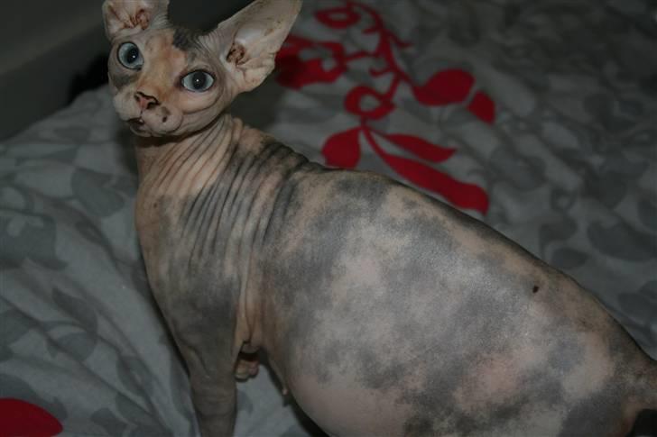 Sphynx Piacenca Coffee billede 3