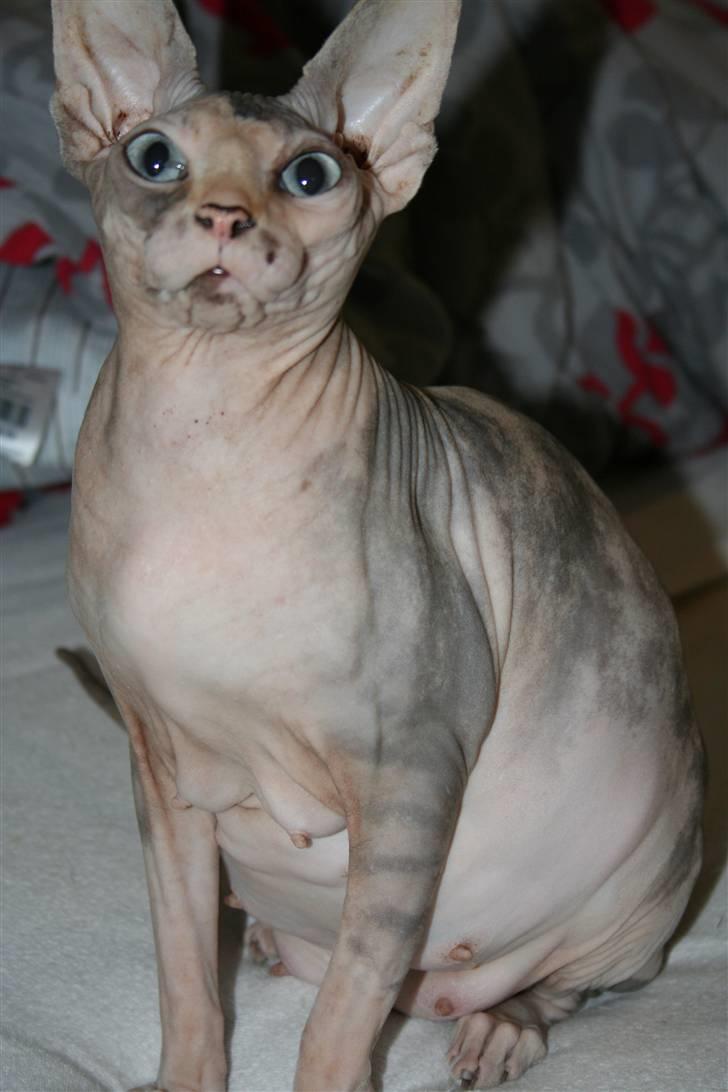 Sphynx Piacenca Coffee billede 4