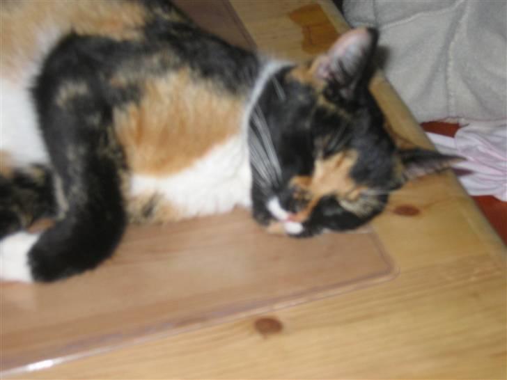 Huskat Darling - Darling faldet i søvn på spisebordet. Nå, ja, når man er højgravid er man altså lidt træt! billede 1