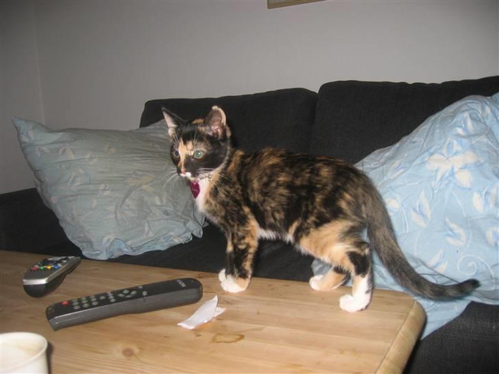 Huskat Darling - Darling som killing. billede 3