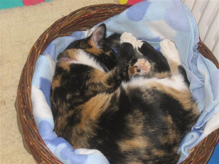 Huskat Darling - Den kurv er da lige lovlig lille eller hva? billede 4