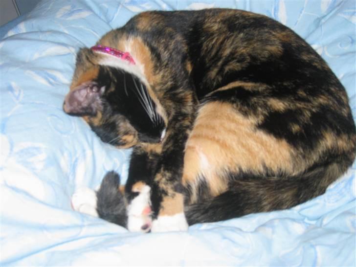 Huskat Darling - Darling på sin faste plads, oven på min dyne! billede 5