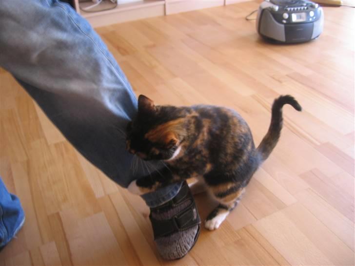 Huskat Darling - Darling leger slåskamp med sin farmand! Hun ELSKER det! billede 6