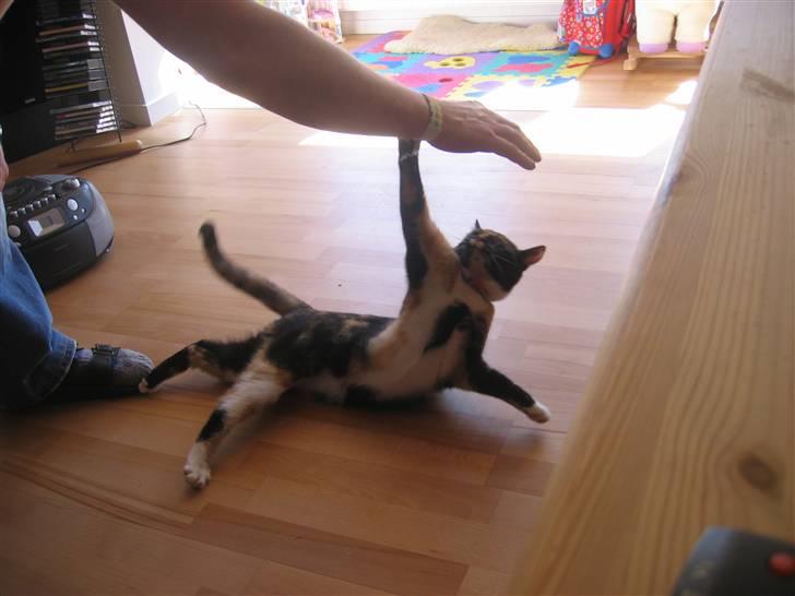 Huskat Darling - Ja kom bare nærmere farmand, så skal jeg gi dig skal jeg! billede 7