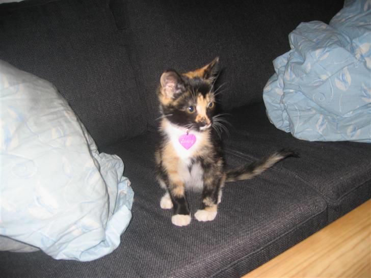 Huskat Darling - Se den søde kattekilling, nej hvor er den sød.... billede 8