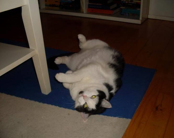 Huskat Miv  - Runde Miv slapper af <3 :0) billede 1