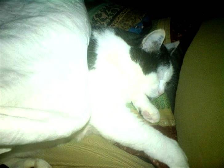 Huskat Miv  - putter billede 2