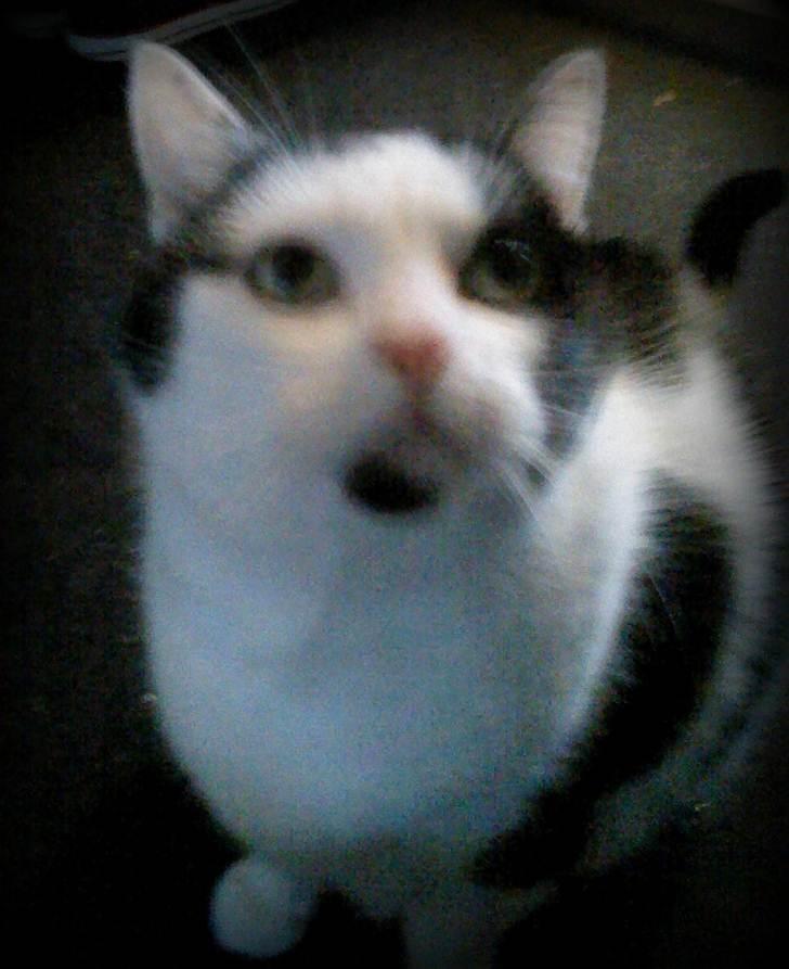 Huskat Miv  - hva´ så? billede 3