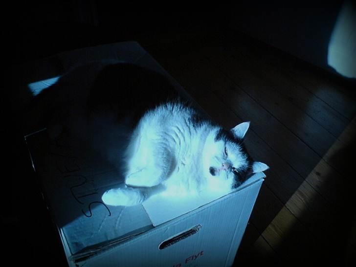 Huskat Miv  - På flyttekassen  billede 4