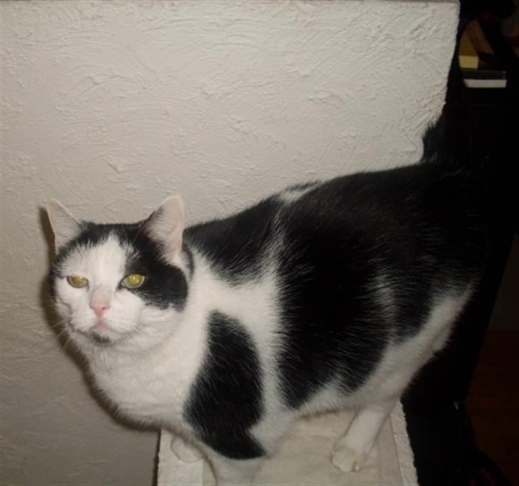 Huskat Miv  - Se hvor dejlig jeg er! billede 5