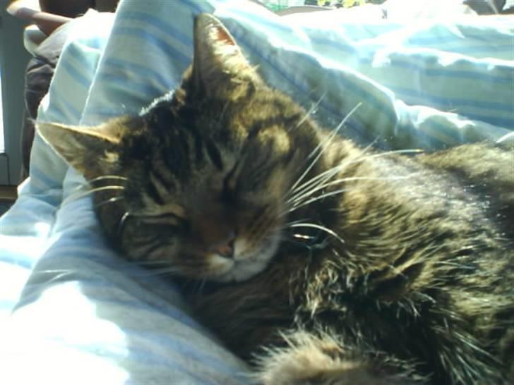 Huskat Sille R.I.P 2001-2011 billede 1