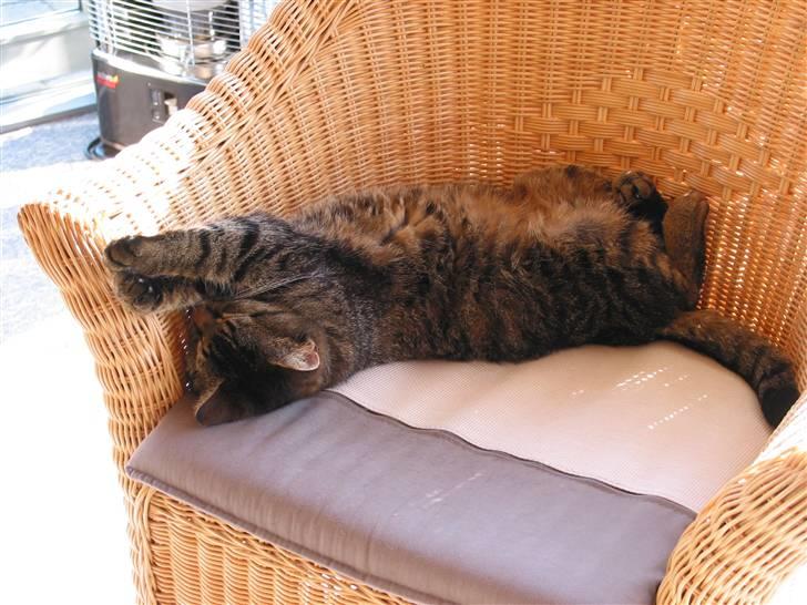 Huskat Sille R.I.P 2001-2011 billede 2