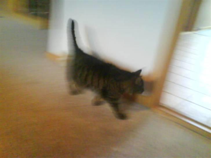 Huskat Sille R.I.P 2001-2011 billede 3