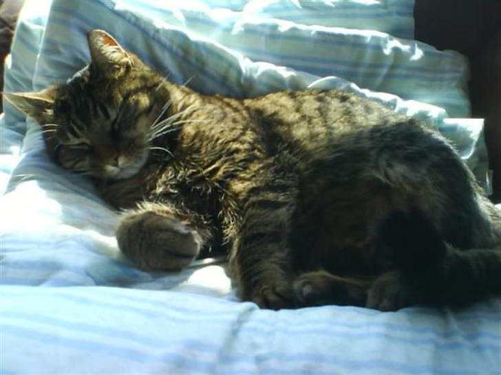 Huskat Sille R.I.P 2001-2011 billede 4