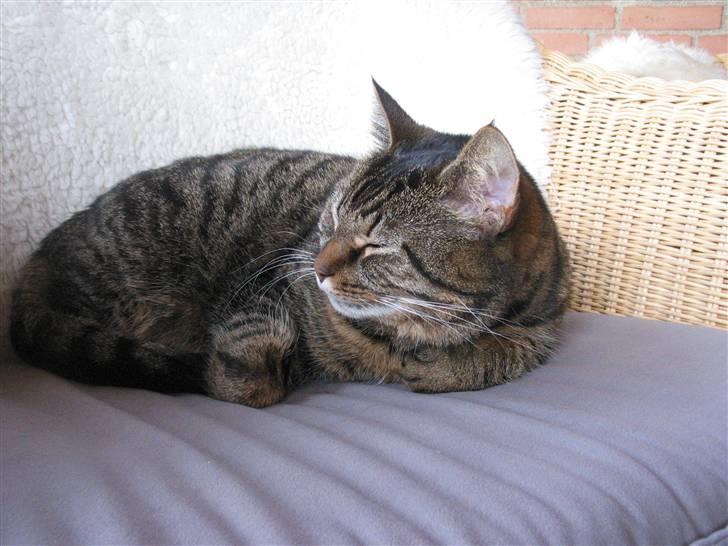 Huskat Sille R.I.P 2001-2011 billede 5