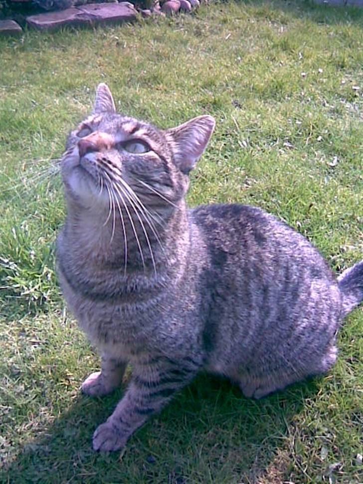 Huskat Chili - er gået bort... - så har man da set noget spændende!  billede 1