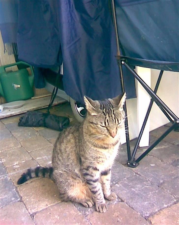 Huskat Chili - er gået bort... - så har man fået sig en lur i haven under halvtaget : )  billede 2