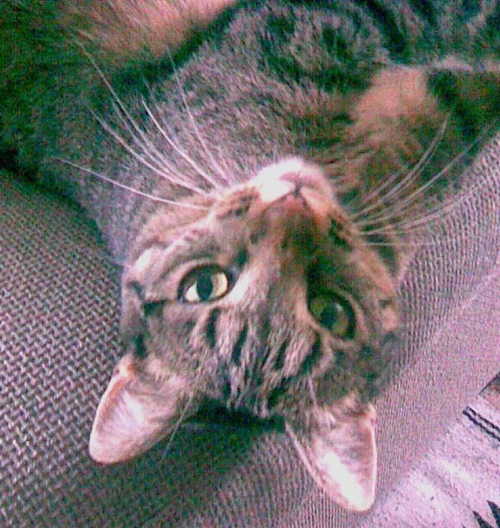 Huskat Chili - er gået bort... - ja jeg ved da godt jeg er søøøød : )  billede 3