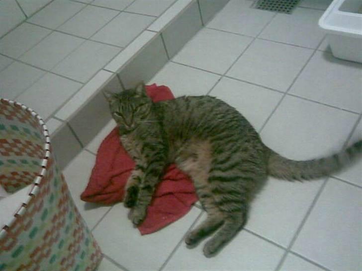 Huskat Chili - er gået bort... - det er dejligt med gulvvarme : )  billede 4