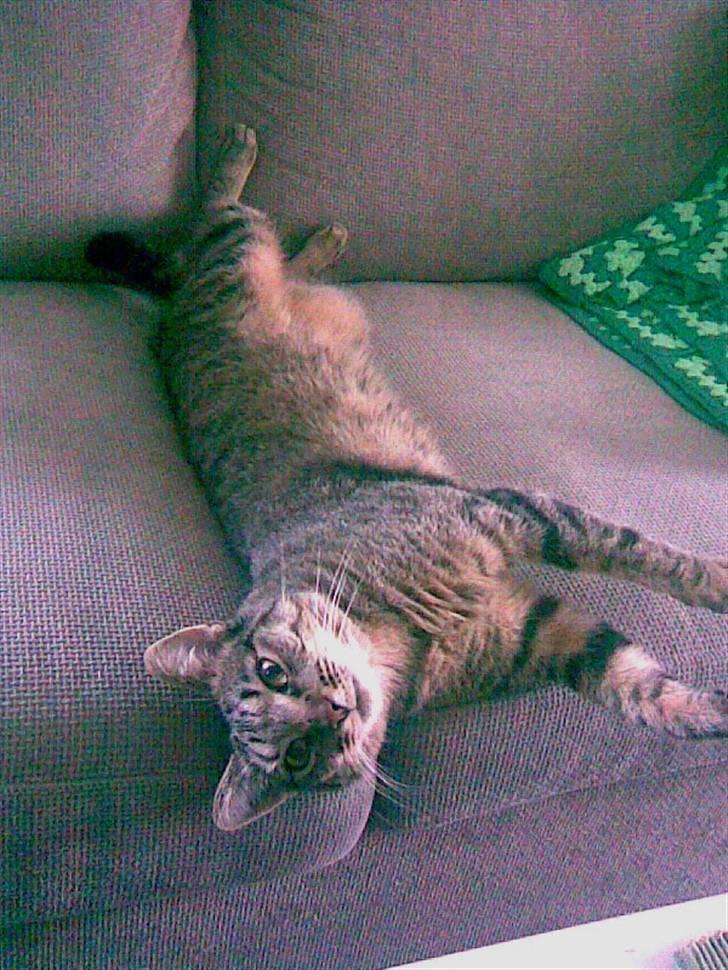 Huskat Chili - er gået bort... - det er nu hyggeligt med en slap af dag på sofaen : )  billede 5