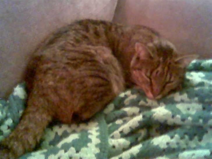 Huskat Chili - er gået bort... - putter så skønt  billede 6