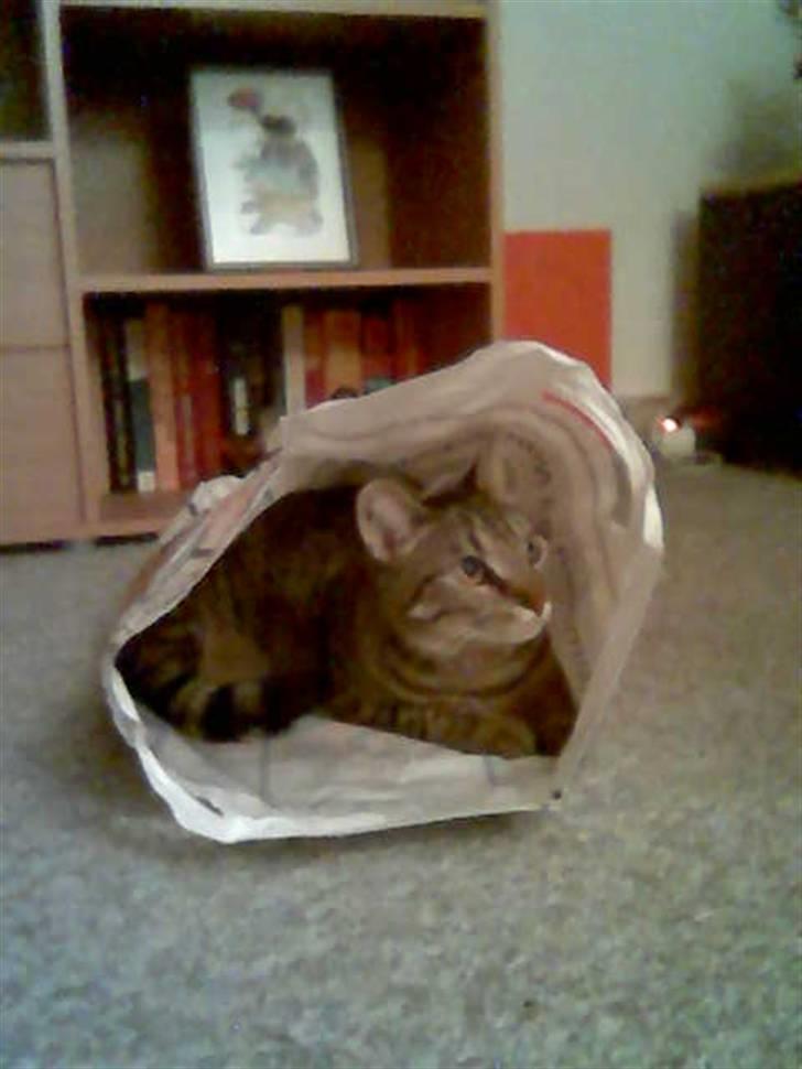 Huskat Chili - er gået bort... - vi leger gemmer  billede 7