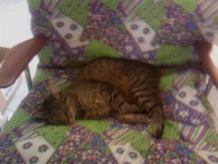 Huskat Chili - er gået bort... - jeg låner stolen lidt  billede 8