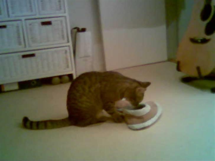 Huskat Chili - er gået bort... - den her futsko lugter da meget sjovt : ) billede 9