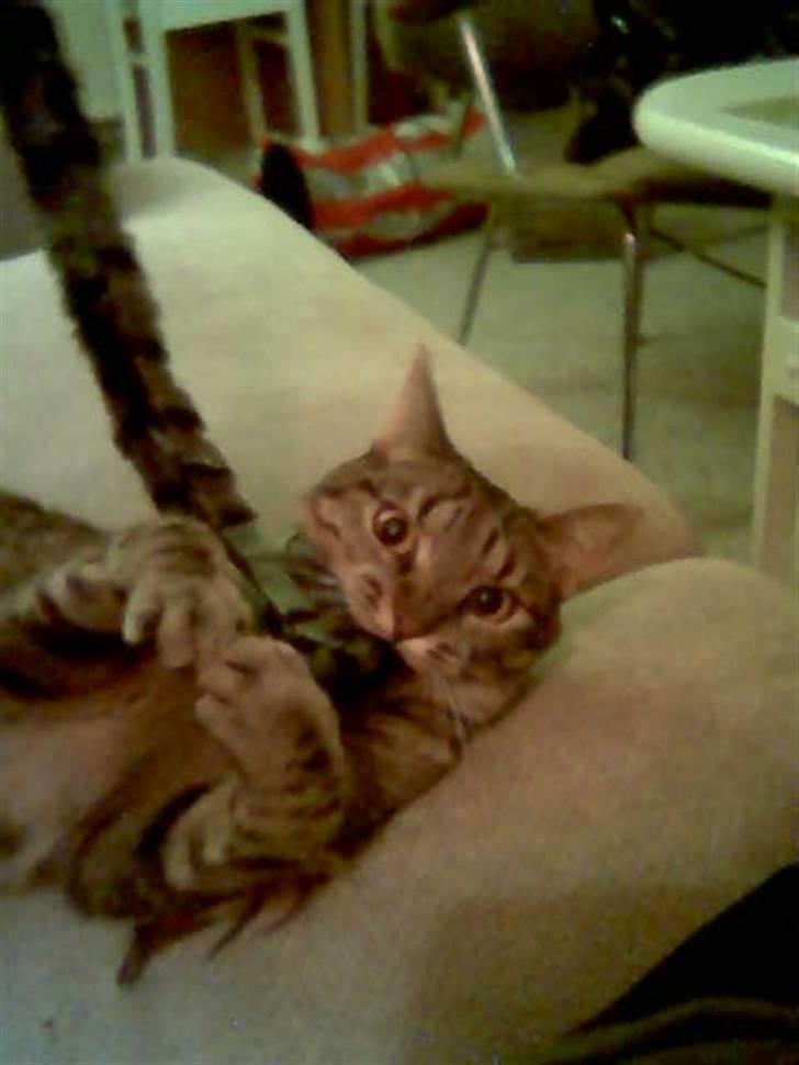 Huskat Chili - er gået bort... - jeg leger! billede 10