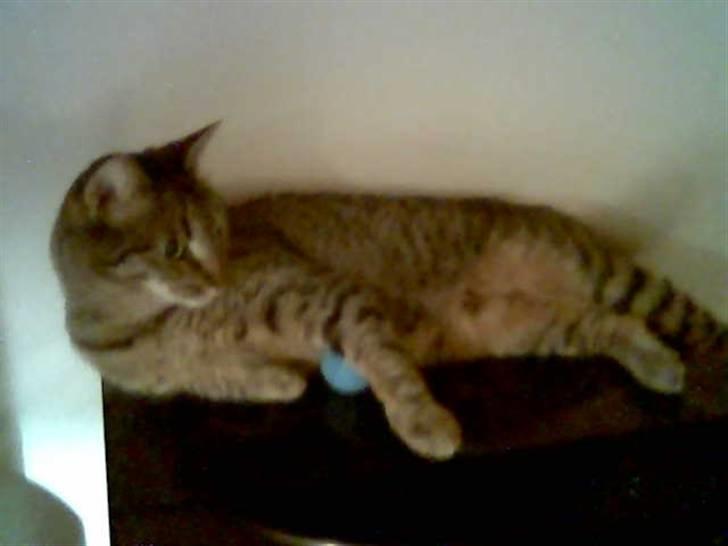 Huskat Chili - er gået bort... - jeg holder lige udkig : )  billede 11