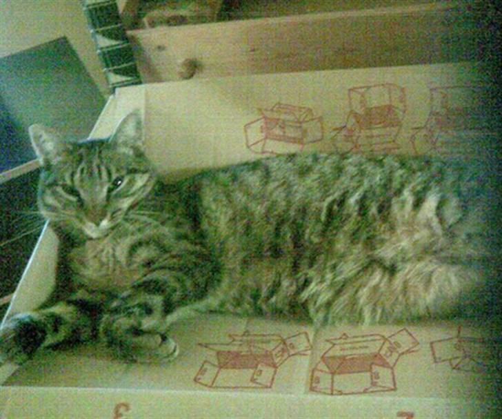 Huskat Chili - er gået bort... - så flytter vi!!  billede 12