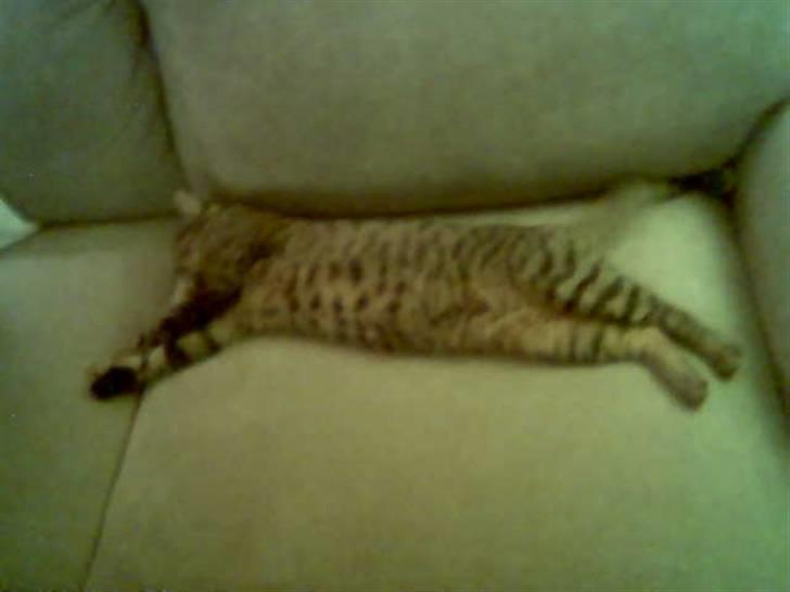 Huskat Chili - er gået bort... - se hvor lille jeg er <3 billede 13