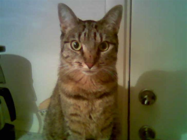 Huskat Chili - er gået bort... - hej hej : )  billede 14